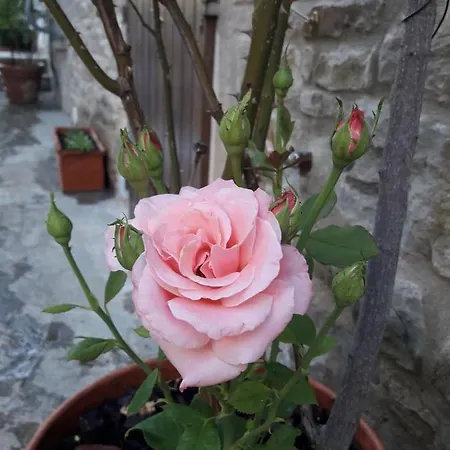 Il Fico Di Σπίτι διακοπών Κορτόνα