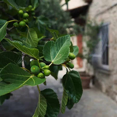 Il Fico Di * Cortona