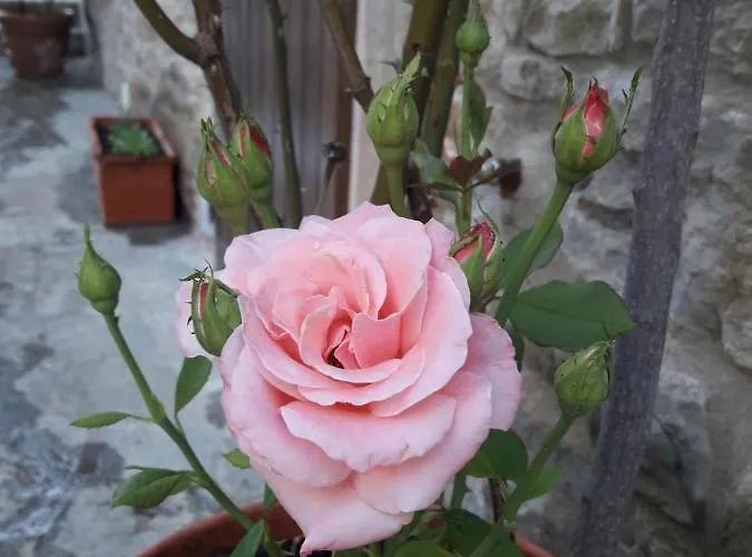 Il Fico Di Σπίτι διακοπών Κορτόνα