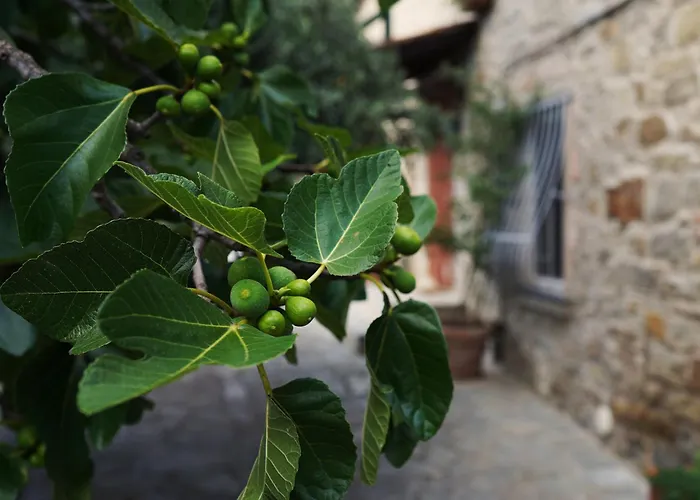Il Fico Di * Cortona